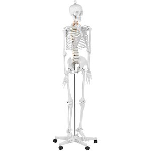 physa Skeleton Model - Life-sized PHY-SK-1 physa Skeleton Model - Life-sized PHY-SK-1