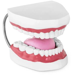 physa Teeth Model - Set of Teeth PHY-TM-2
