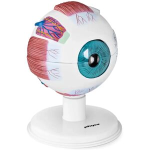 physa Eye Model - 6:1 PHY-EB-1