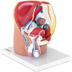 physa Pelvis Model - male - separable into 4 parts - life-sized PHY-MP-1