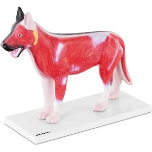 physa Dog Model - Inner Organs PHY-AM-2