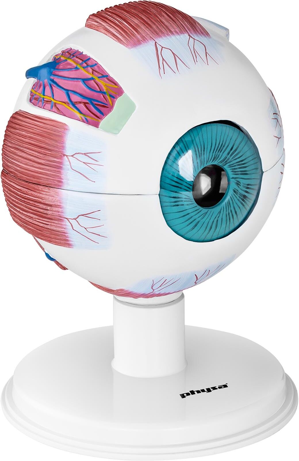 physa Eye Model - 6:1 PHY-EB-1 physa Eye Model - 6:1 PHY-EB-1