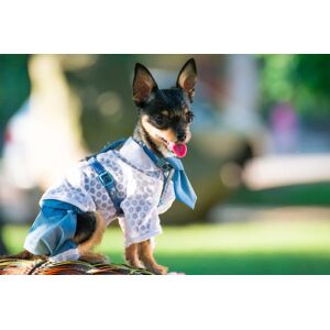 International Open Academy Pets Clothes & Crafts Course   Wowcher