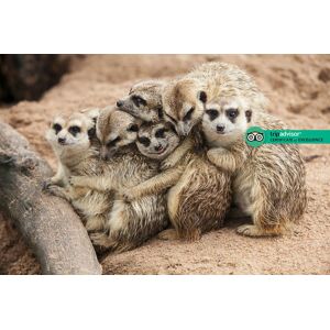 Hoo Farm Animal Encounters Meerkat Experience For 2 - Weekends Or Weekdays Hoo Zoo & Dinosaur World   Wowcher