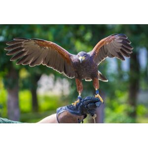 Riverside Falconry Birds Of Prey Experience: Handling Or Hawk Walk - For 1, 2, 3 Or 4   Wowcher