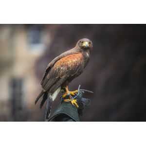 Talk & Tour At Hawksflight Falconry - Family Option   Wowcher