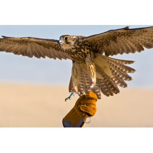 Hawksflight Falconry Bird Of Prey Experience For 1 Or 2 Hours - Staffordshire   Wowcher