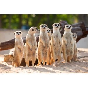 The ARC Centre LTD Meerkat Experience For 2 Or 4 - London   Wowcher