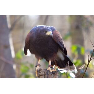 Mercer Falconry 1-Hour Hawk Hike Experience - Swadlincote   Wowcher