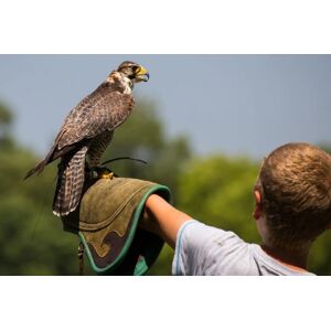 The Falconry School Half Day Falconry Experience For One, Two Or Four People   Wowcher