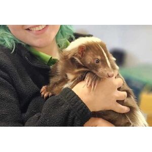 Holmes Chapel Zoo Limited Small Mammal Experience: Tenrec, Hedgehog, Duprasi Or Skunk   Wowcher