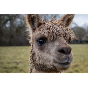 Manor Farm Experiences 1 Hour Manor Farm Alpaca & Goat Feeding & Petting Experience For 1 - Surrey   Wowcher