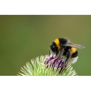 Wildlife Walking Tour: Insect Experience In The Mendips With Wilder Skies   Wowcher