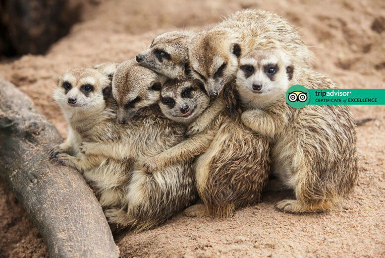 Hoo Farm Animal Encounters Meerkat Experience For 2 - Weekends Or Weekdays Hoo Zoo & Dinosaur World   Wowcher