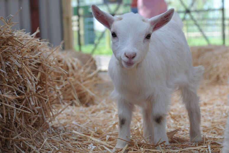 Middle England Farm, 60-Minute Goat Walking Experience For 2 - Middle England Farm - Birmingham   Wowcher