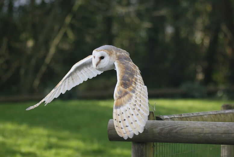 Hawksflight Falconry Owl Experience - 1 Or 2 Hours - Holding, Flying And Feeding   Wowcher