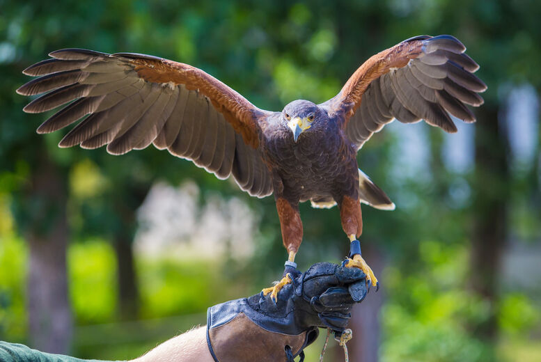 Riverside Falconry Birds Of Prey Experience: Handling Or Hawk Walk - For 1, 2, 3 Or 4   Wowcher