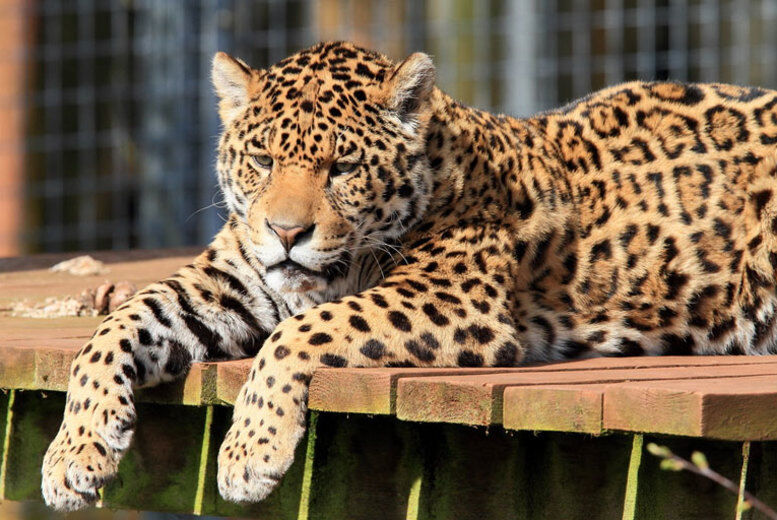 Safari Zoo Big Cat Feeding Experience For 4 With Zoo Entry - Cumbria   Wowcher