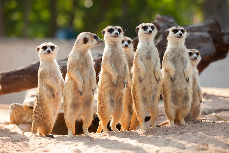 The ARC Centre LTD Meerkat Experience For 2 Or 4 - London   Wowcher