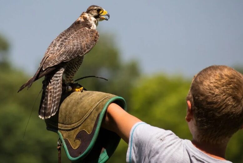 The Falconry School Half Day Falconry Experience For One, Two Or Four People   Wowcher