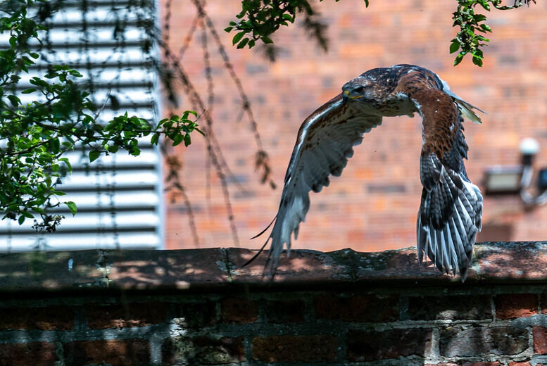 Evening Owl And Bird Of Prey Experience - York Bird Of Prey Centre   Wowcher