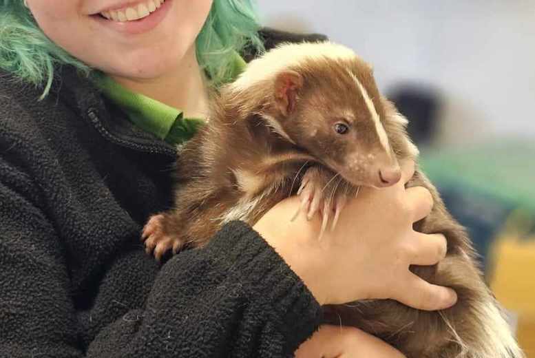 Holmes Chapel Zoo Limited Small Mammal Experience: Tenrec, Hedgehog, Duprasi Or Skunk   Wowcher