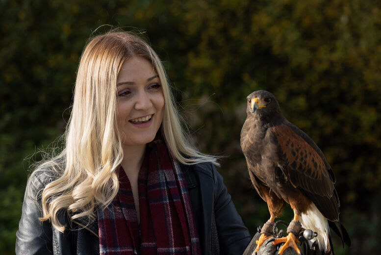 North Somerset Bird of Prey Centre Bird Of Prey Experience - Including Handling - 1 Or 2 People - Half Term Availability   Wowcher