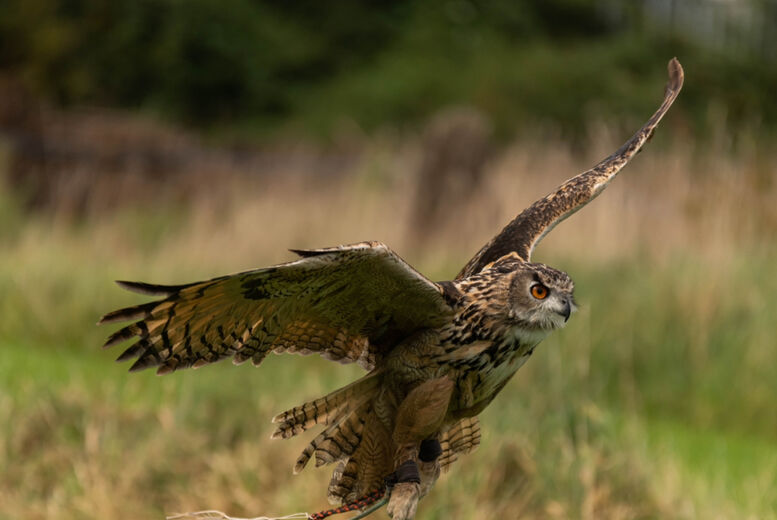 North Somerset Bird of Prey Centre 2-Hour Owl Experience Inc Handling - Congresbury - Half Term Availability   Wowcher