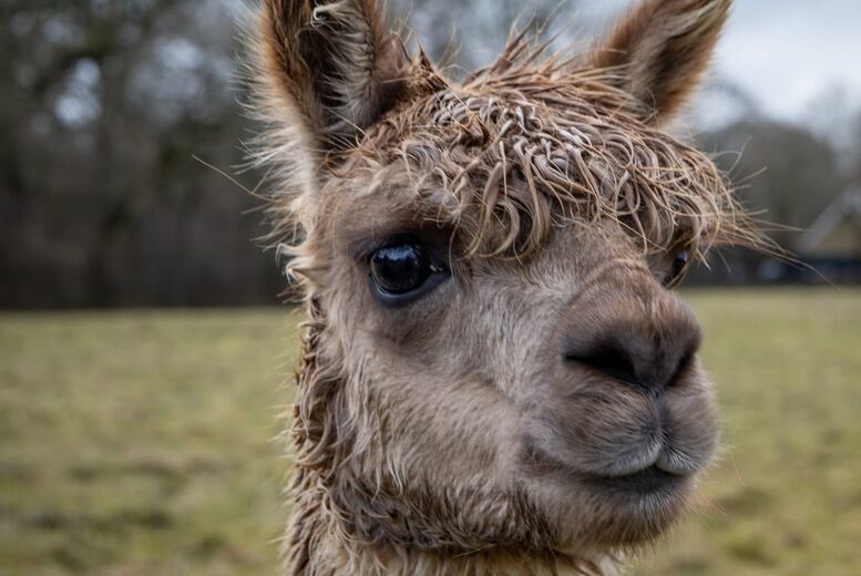 Manor Farm Experiences 1 Hour Manor Farm Alpaca & Goat Feeding & Petting Experience For 1 - Surrey   Wowcher