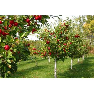 Gardening Express Collection Of 5 Large 5Ft Fruit Trees - Orchard Starter Bundle   Wowcher