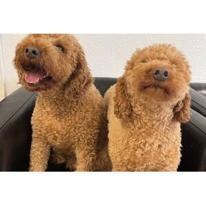 Dog Boarding Sessions - 1 To 3 Nights - Total Dog Care, Leicester   Wowcher