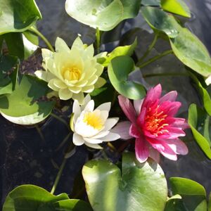 Thompson & Morgan Waterlily Tricolour Pond Kit