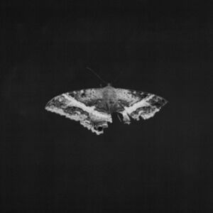 UMR To Pimp A Butterfly (10th Anniversary Edition) UMR To Pimp A Butterfly (10th Anniversary Edition)