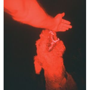 Three Lobed Recordings A Trick Of The Light Three Lobed Recordings A Trick Of The Light