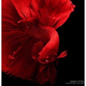 Denovali Zwischen Demut Und Disco Denovali Zwischen Demut Und Disco