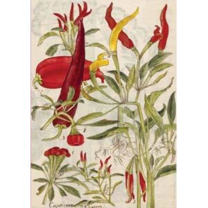 Tuttle Publishing Chili Peppers & Shiso Leaves Blank Hardcover Journal : Blank Notebook With Ribbon Bookmark Tuttle Publishing Chili Peppers & Shiso Leaves Blank Hardcover Journal : Blank Notebook With Ribbon Bookmark