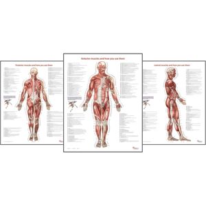 Books of Discovery Trail Guide To The Body'S Muscles Of The Human Body Posters: Set Of 3 Books of Discovery Trail Guide To The Body'S Muscles Of The Human Body Posters: Set Of 3