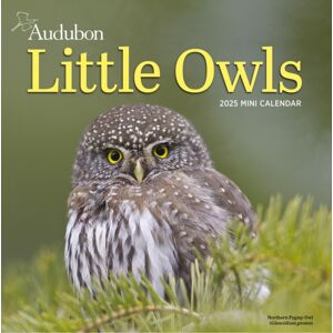 Workman Publishing Audubon Little Owls Mini Wall Calendar 2025 : A Year Of Fluffy And Round Owls Workman Publishing Audubon Little Owls Mini Wall Calendar 2025 : A Year Of Fluffy And Round Owls