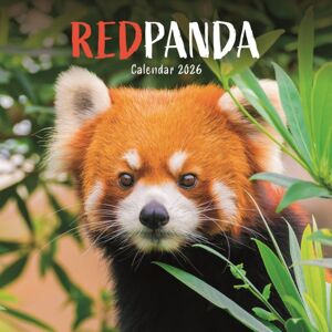 CAROUSEL CALENDARS 2026 Red Pandas Square Wall Calendar 2026 CAROUSEL CALENDARS 2026 Red Pandas Square Wall Calendar 2026