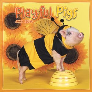 CAROUSEL CALENDARS 2026 Pigs Playful Square Wall Sunday Start Ca CAROUSEL CALENDARS 2026 Pigs Playful Square Wall Sunday Start Ca