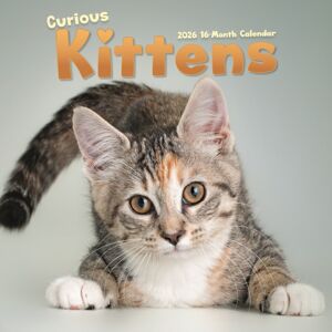 CAROUSEL CALENDARS 2026 Curious Kittens Square Wall Sunday Start CAROUSEL CALENDARS 2026 Curious Kittens Square Wall Sunday Start
