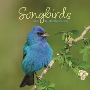 CAROUSEL CALENDARS 2026 Songbirds Square Mini Sunday Start Calen CAROUSEL CALENDARS 2026 Songbirds Square Mini Sunday Start Calen