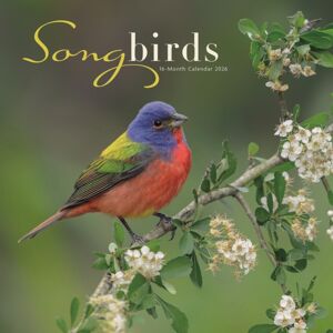 CAROUSEL CALENDARS 2026 Songbirds Square Wall Sunday Start Calen CAROUSEL CALENDARS 2026 Songbirds Square Wall Sunday Start Calen