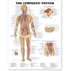 Anatomical Chart Co. The Lymphatic System Anatomical Chart Anatomical Chart Co. The Lymphatic System Anatomical Chart