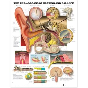 Anatomical Chart Co. The Ear: Organs Of Hearing And Balance Anatomical Chart Anatomical Chart Co. The Ear: Organs Of Hearing And Balance Anatomical Chart