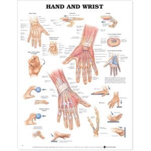 Anatomical Chart Co. Hand And Wrist Anatomical Chart Anatomical Chart Co. Hand And Wrist Anatomical Chart