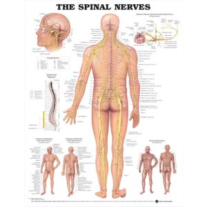 Anatomical Chart Co. The Spinal Nerves Anatomical Chart Anatomical Chart Co. The Spinal Nerves Anatomical Chart