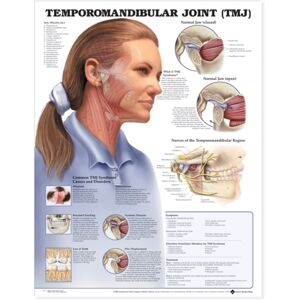 Anatomical Chart Co. Temporomandibular Joint (Tmj) Anatomical Chart Anatomical Chart Co. Temporomandibular Joint (Tmj) Anatomical Chart