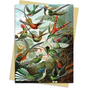 Flame Tree Publishing Ernst Haeckel: Hummingbirds Greeting Card Pack : Pack Of 6 Flame Tree Publishing Ernst Haeckel: Hummingbirds Greeting Card Pack : Pack Of 6
