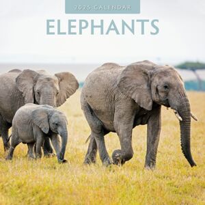 Red Robin Publishing Ltd. Elephants 2025 Square Wall Calendar Red Robin Publishing Ltd. Elephants 2025 Square Wall Calendar